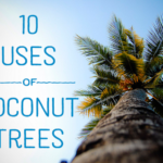 uses of coconut trees