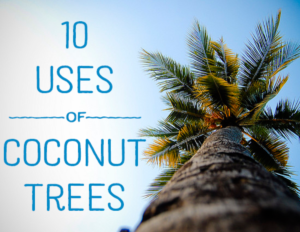 uses of coconut trees